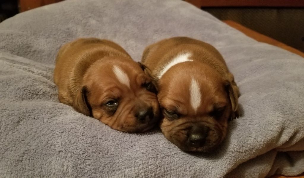 Des Terres De Dâmal - Staffordshire Bull Terrier - Portée née le 21/12/2020