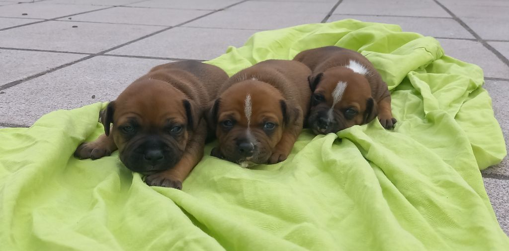 Des Terres De Dâmal - Staffordshire Bull Terrier - Portée née le 09/08/2021