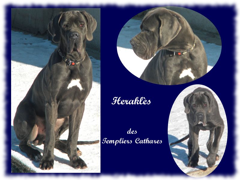 Herakles des Templiers Cathares