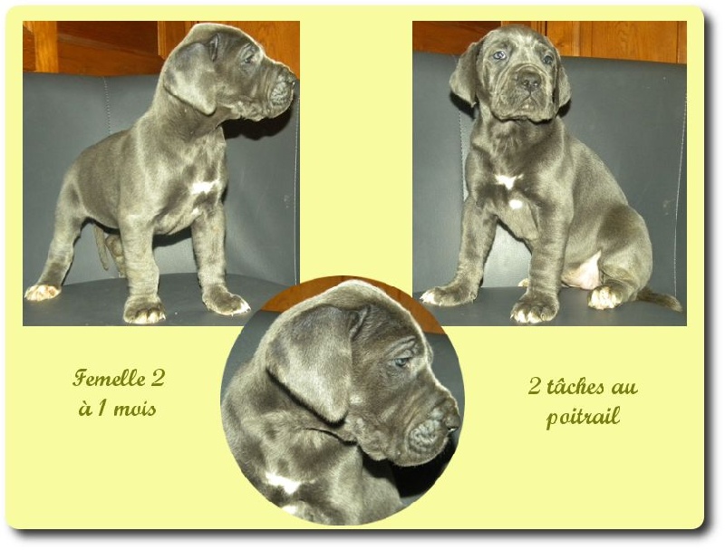 Chiots 2014