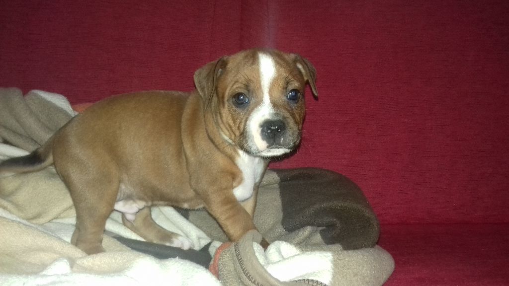 Des Terres De Dâmal - Staffordshire Bull Terrier - Portée née le 16/09/2019
