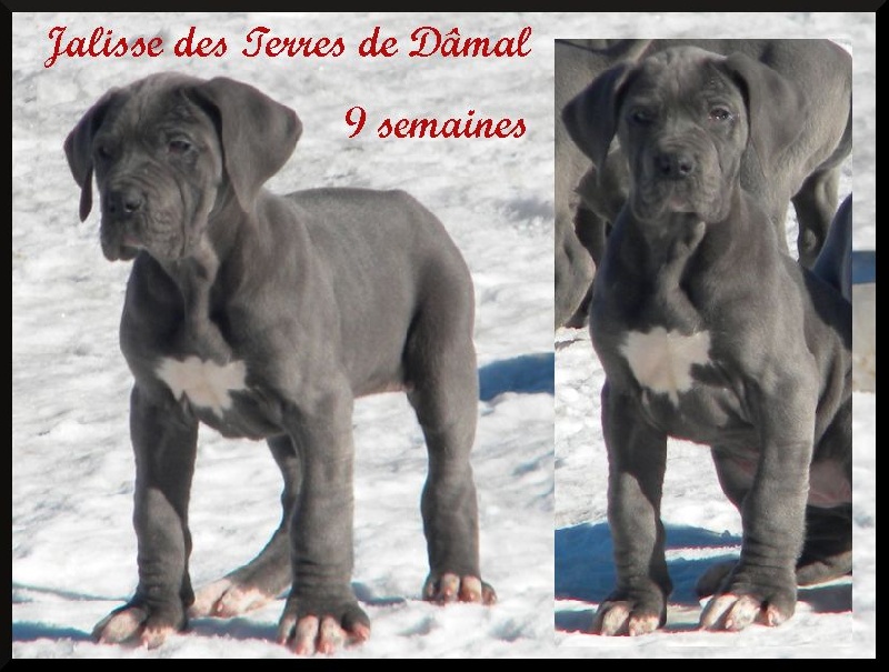 Des Terres De Dâmal - Dogue allemand - Portée née le 13/12/2014