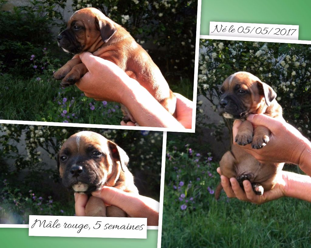Des Terres De Dâmal - Staffordshire Bull Terrier - Portée née le 05/05/2017