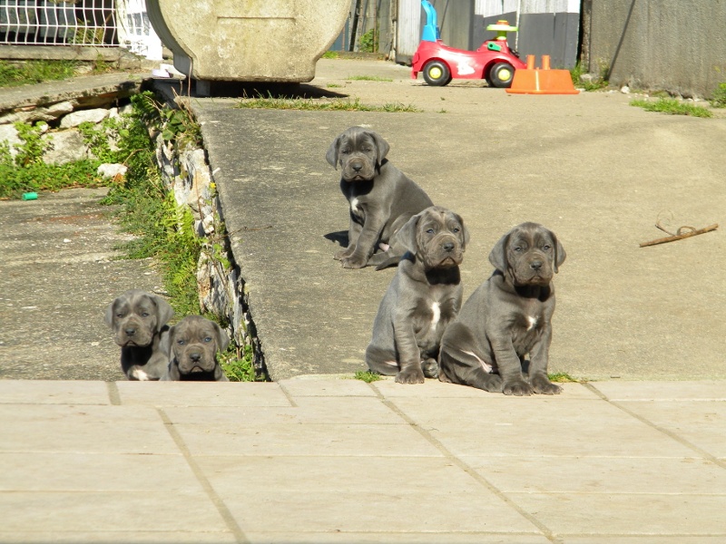 Des Terres De Dâmal - Dogue allemand - Portée née le 30/09/2013
