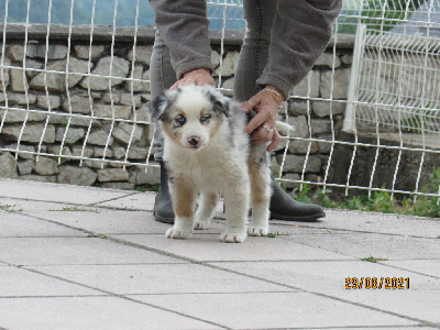 Chiot 7 Sky de Luke Des Terres De Dâmal