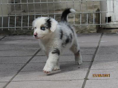 Chiot 2 Mufasa Des terres De Dâmal
