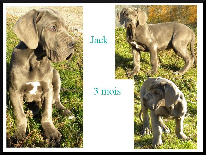 Des Terres De Dâmal - Dogue allemand - Portée née le 15/12/2014
